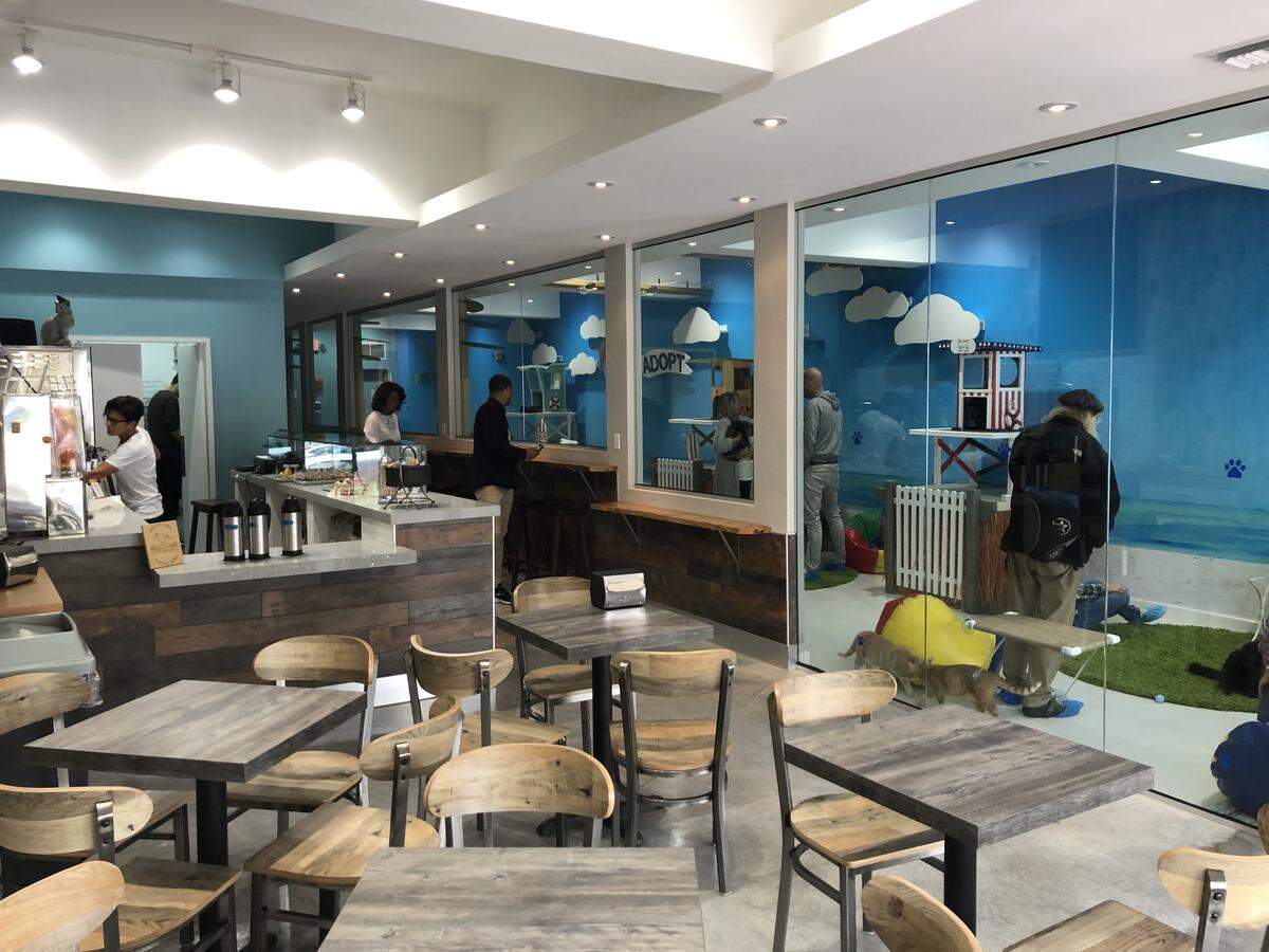 A set of double-glass doors separates the coffee shop from the cats on the other side.