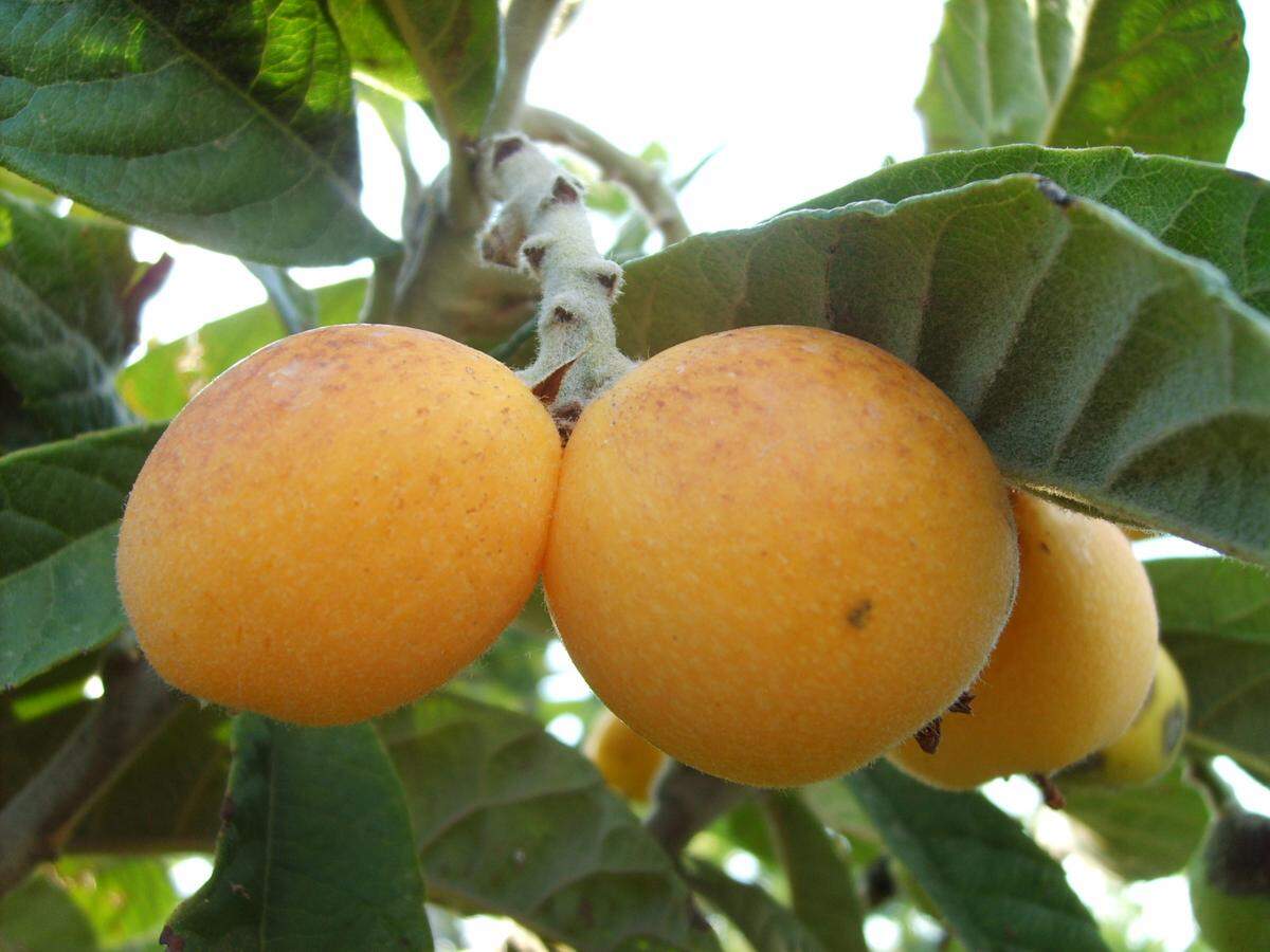 Cereza china sounds way cooler than 'loquat.'