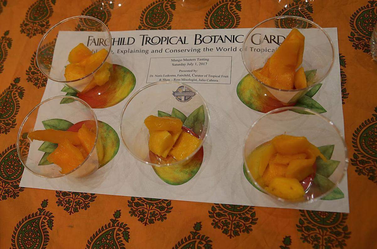 Five different mangoes at Fairchild Tropical Garden's mango taste test. Five tastes of heaven - or hell?