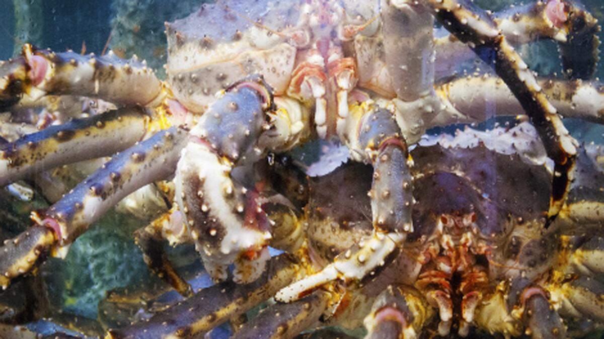 Live red king crab at the Fontainebleau in Miami Beach.