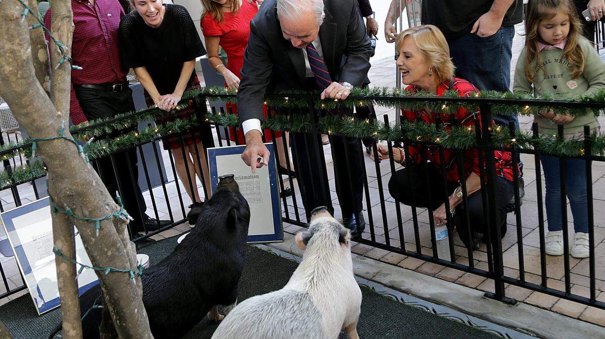 from left- Latin Cafe owners Katherine and Eric Castellanos joined Miami Dade County Mayor Carlos Gimenez and his wife Lourdes Gimenez as they feed pigs Luna and Layla (left) during the first-ever "Pig-Lechon Pardoning Ceremony" celebrated at Latin Cafe 2000 Brickell in Miami on Wednesday, December 19th, 2018.