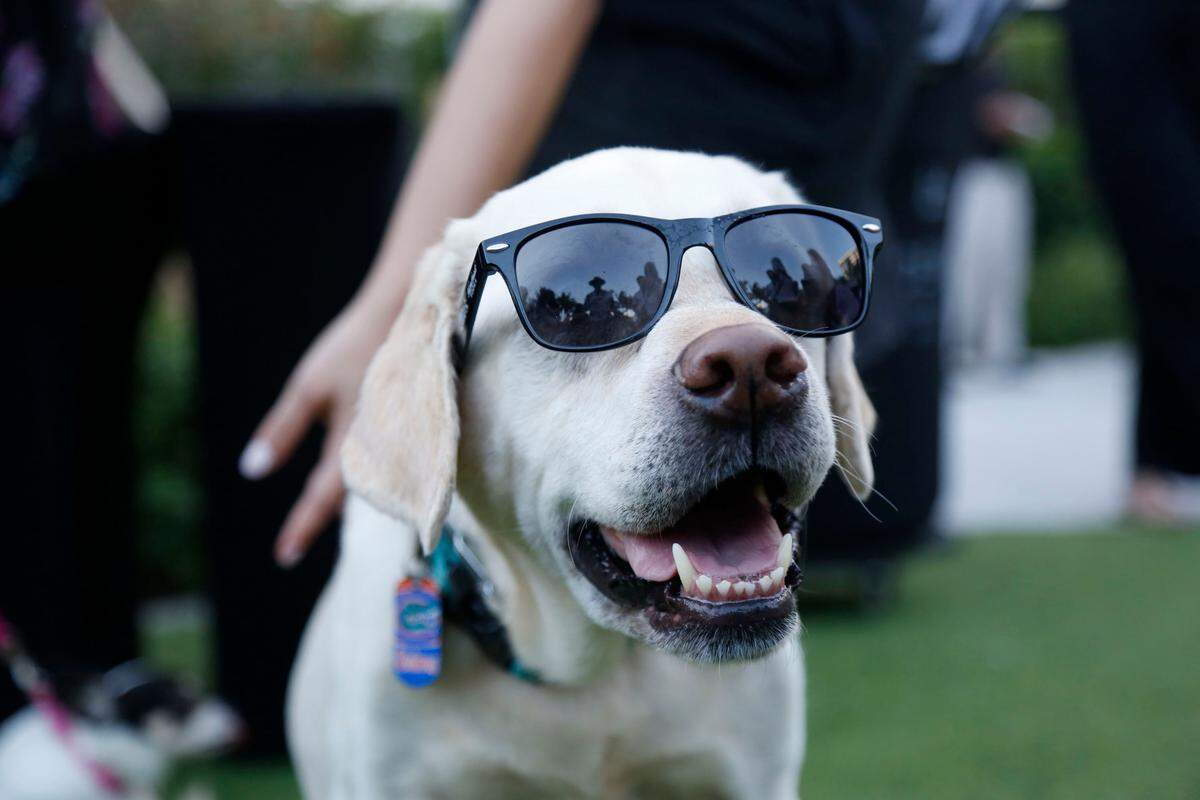 The dogs don't get TIto's vodka, but you do.