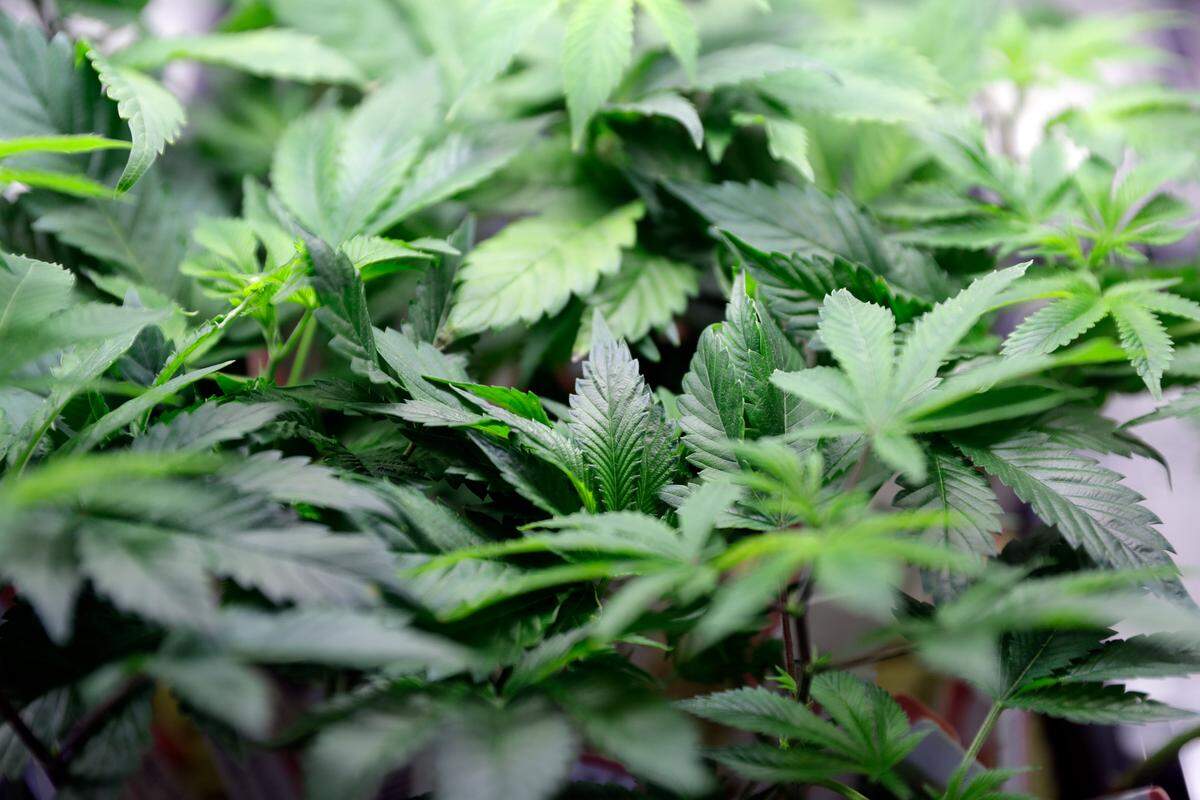 Marijuana plants are displayed at the Berkeley Patients Group dispensary Wednesday, Feb. 14, 2018, in Berkeley, California, which has declared itself a sanctuary city for marijuana users. (AP Photo/Marcio Jose Sanchez)