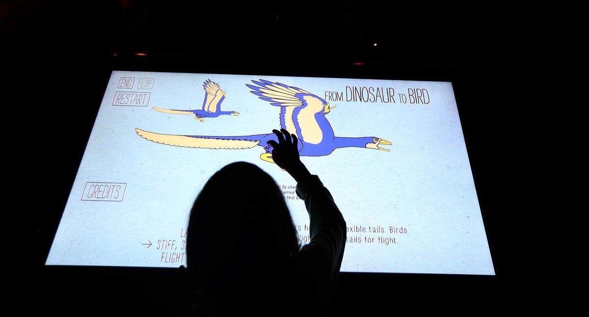 A young girl uses an interactive display in the Feathers to the Stars exhibit during the long-awaited opening of the Phillip and Patricia Frost Museum of Science on Sunday, May 7, 2017.