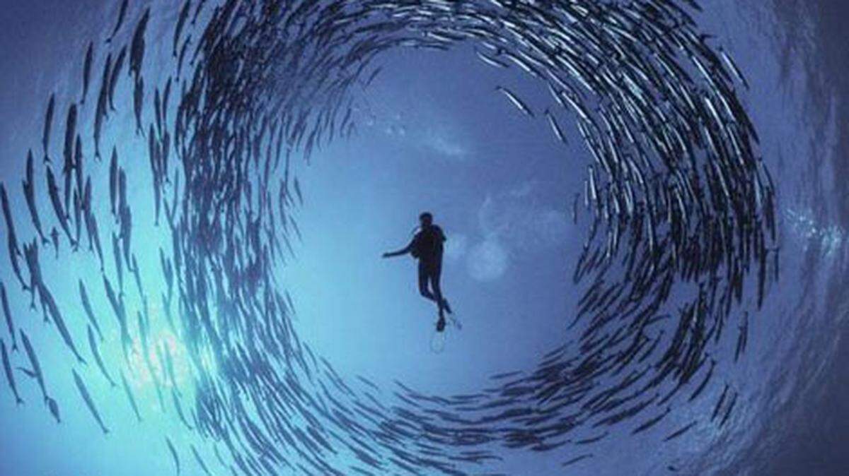 National Geographic photographer David Doubilet took this still photo for a BLUE feature in 2010 and 2012.