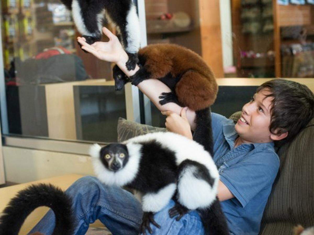 Hanging with the lemurs at Jungle Island