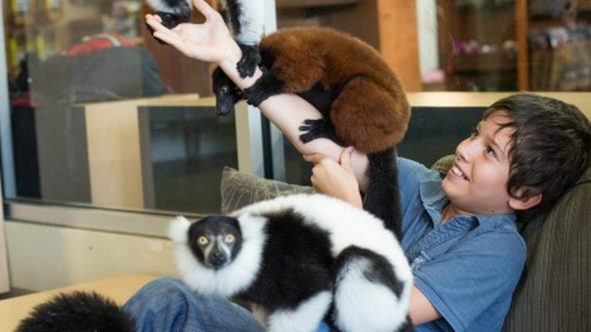 Hanging with the lemurs at Jungle Island