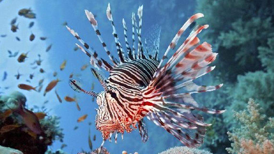 Invasive lionfish are “eating machines” and are harmful to marine ecosystems in the Carribean, said Clay Steell, lead author of a new study that shows lionfish have bigger appetites in warmer waters.