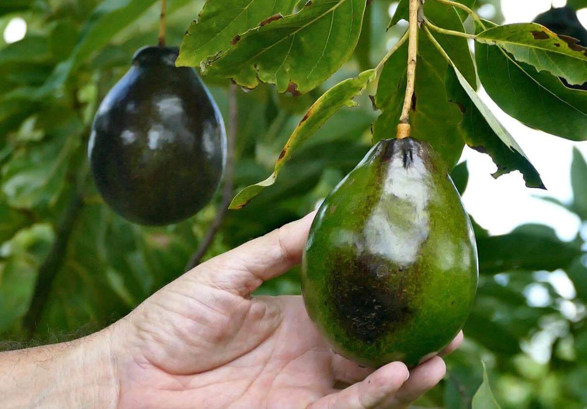 Avocado is a fruit. Don’t @ me.