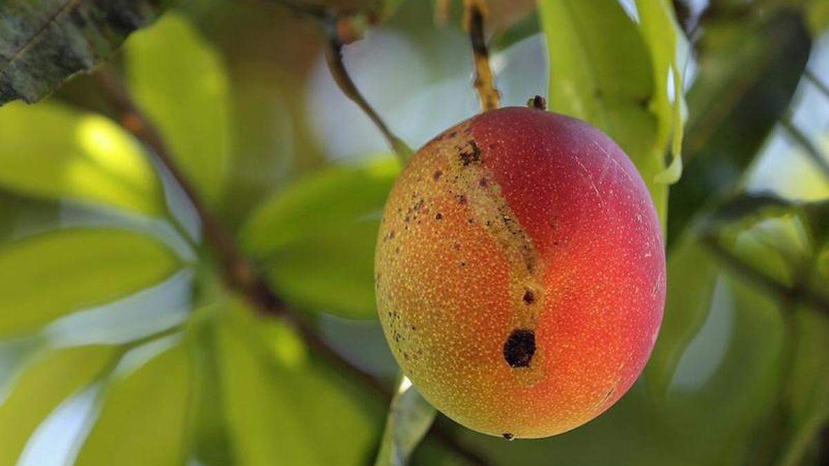 A colorful Haden mango from what could possibly be the first and oldest Haden Mango tree in Coconut Grove.