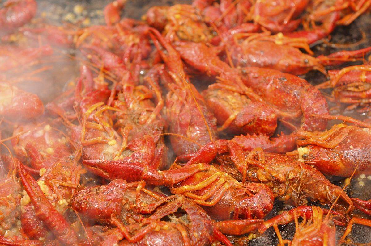 Crawfish cook on a flat stove surface, on Sunday, October 18th, 2015.
