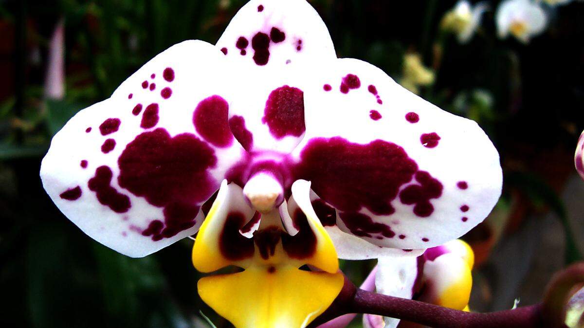 Flowers are among my favorite subjects of photography.