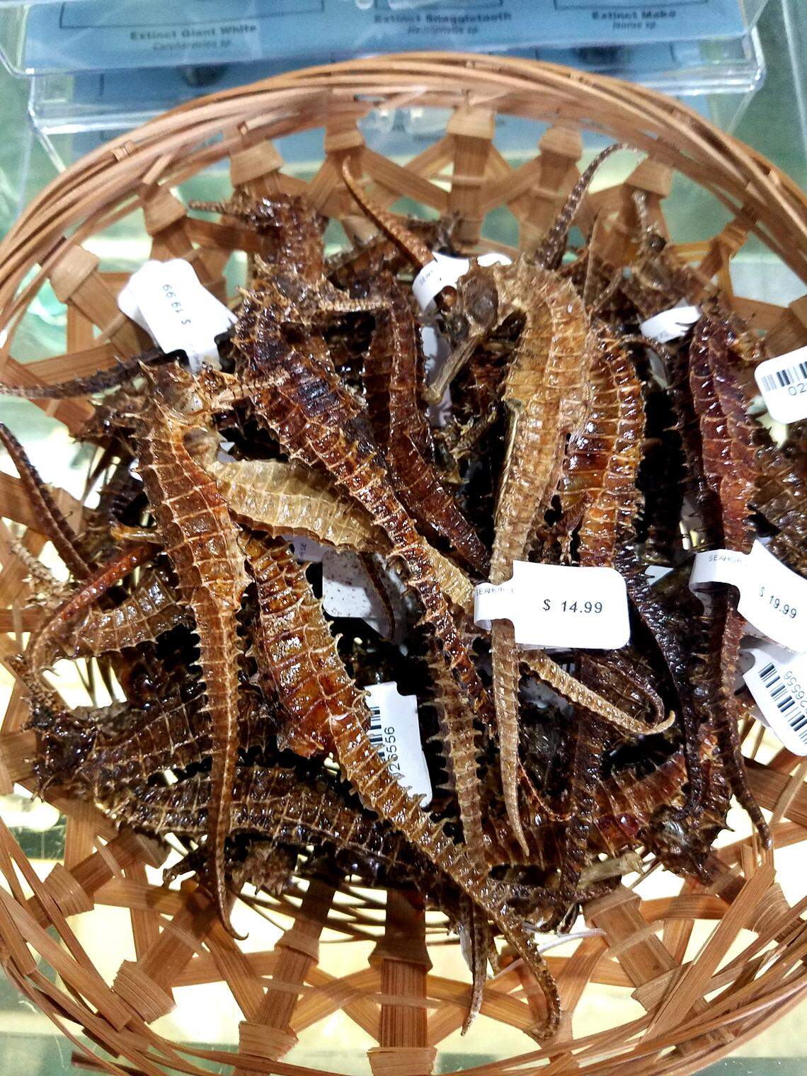 RIP, little seahorses.