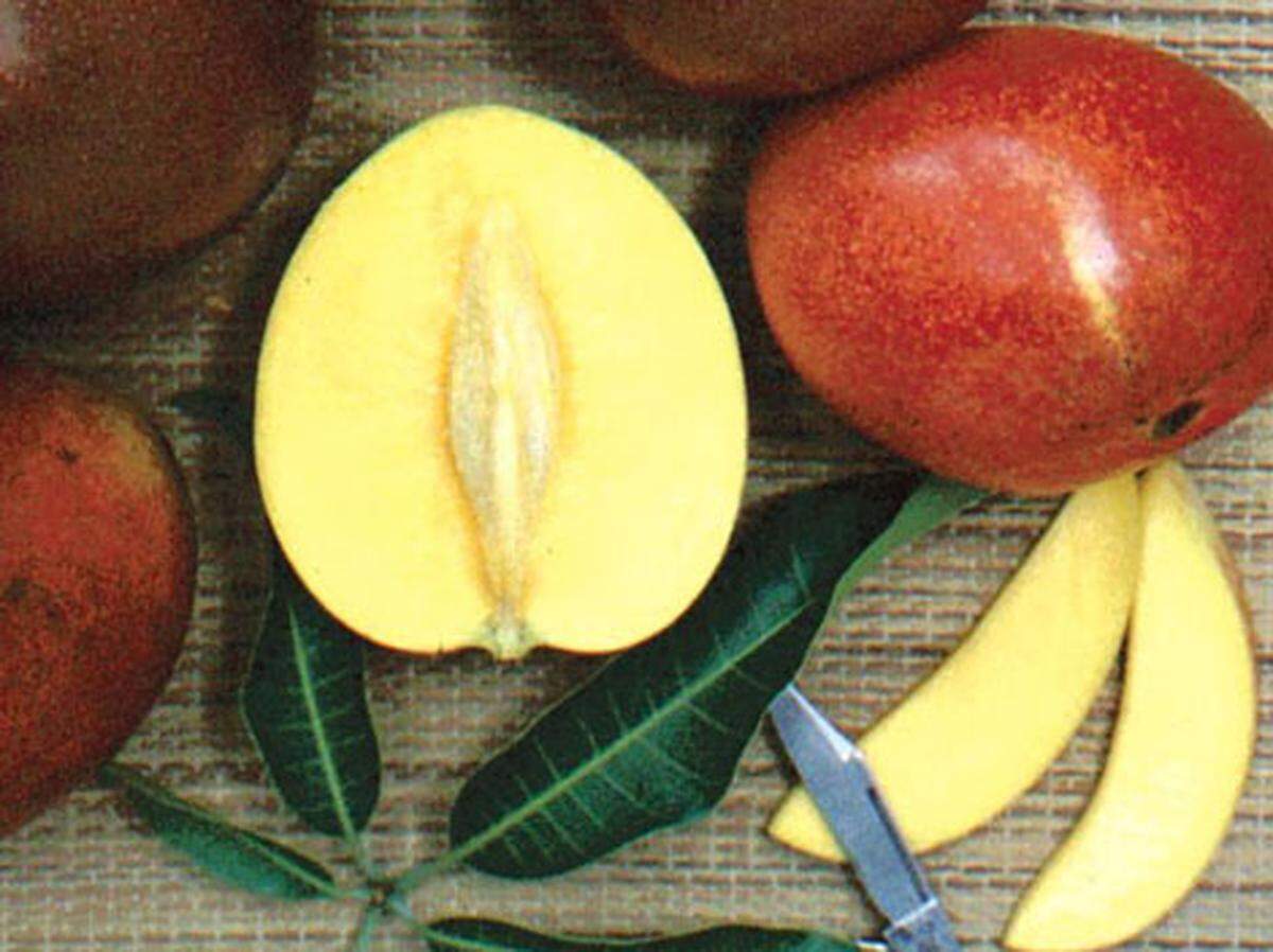 The Vallenato, a round, reddish mango with a hint of apricot taste, grows from a tree that bears plenty of fruit.
