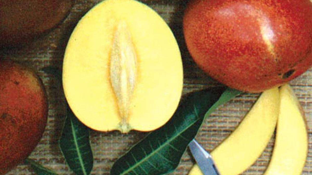 The Vallenato, a round, reddish mango with a hint of apricot taste, grows from a tree that bears plenty of fruit.