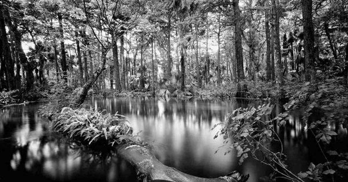 Florida wildlife photographer Clyde Butcher has a new gallery in Sarasota.
