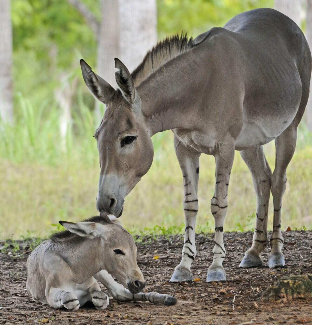 Hani, a newborn Somali Wild Ass, gets a kiss from her mom, Lisha, Wednesday, August 15, 2012, at Zoo Miami.