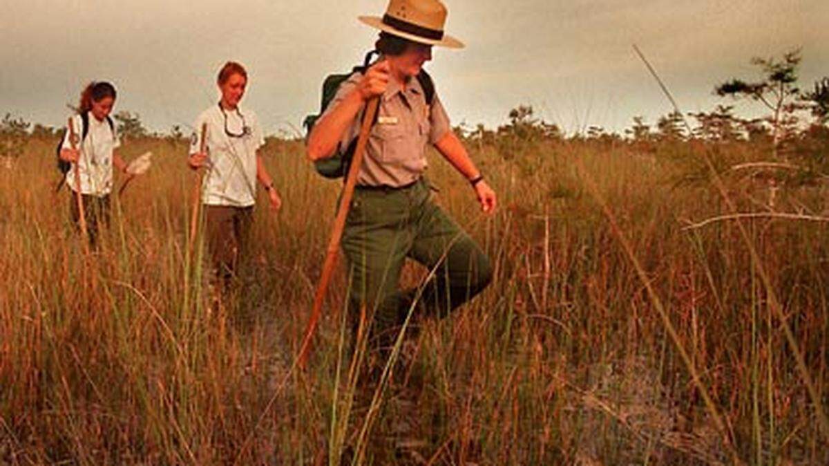 A park ranger leads a group slog in the Everglades. Photo: Tim Chapman