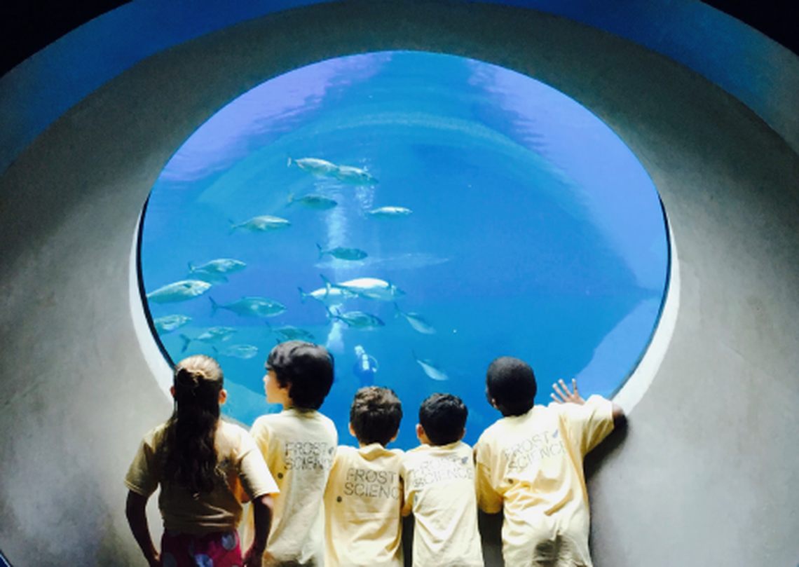 Looking at the Oculus, the very bottom of the Frost Science Museum’s enormous salt water aquarium.