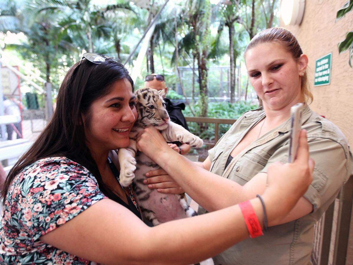 Amanda Rodriguez takes a selfie of herself while holding a young tiger named Rover (right) as trainer Amy York of looks on Wednesday, January 4, 2016.