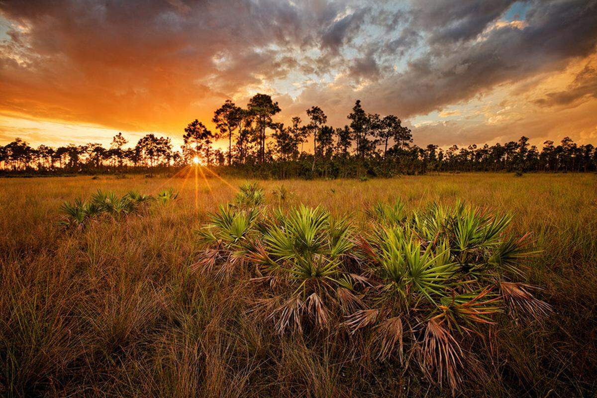 A storm dissolves at sunset to reveal the best light breaking through in the pinelands. (Paul Marcellini)