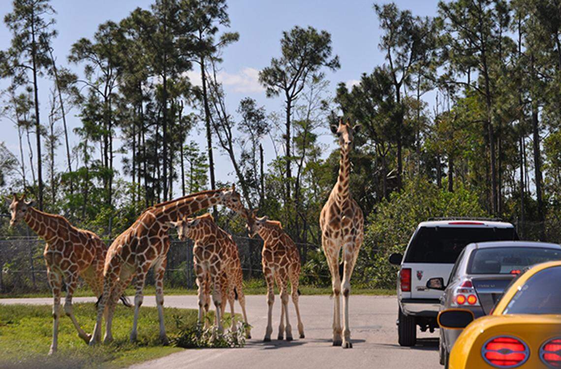 Lion Country Safari, en Loxahatchee, fue nombrado uno de los mejores parques de safari de Norteamérica.