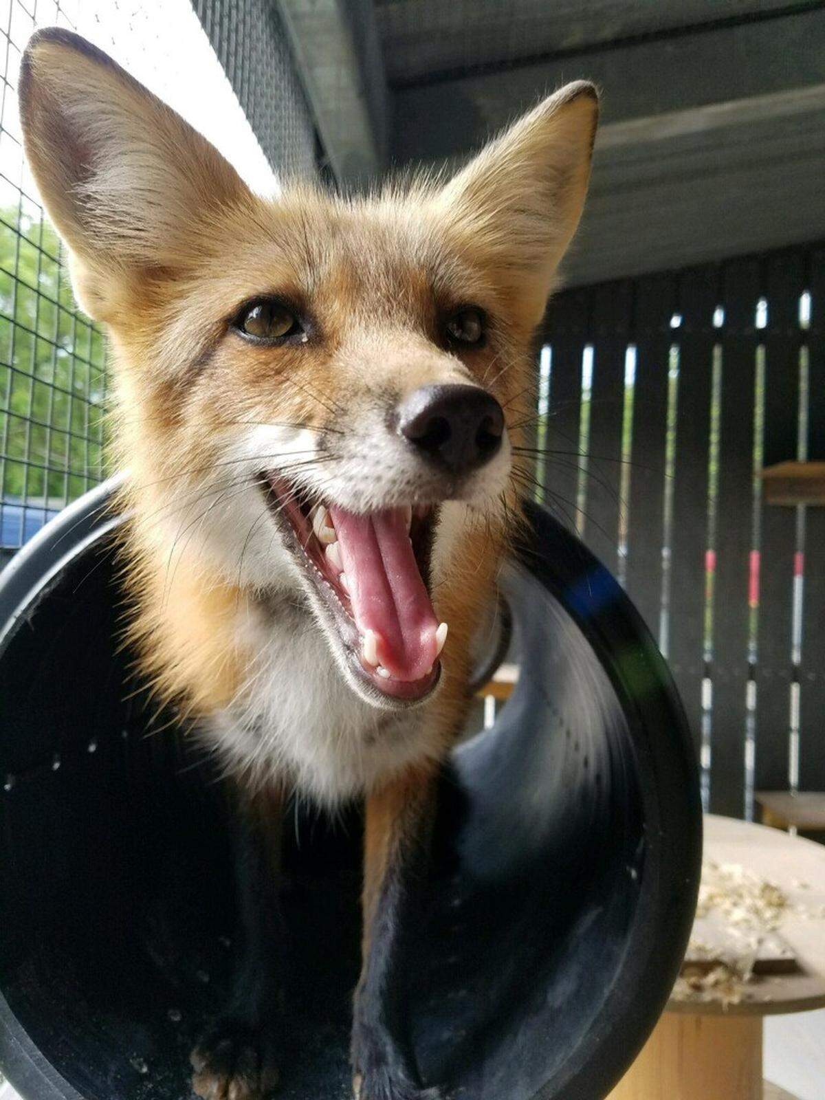 "How you doin'?" Get up close with the zoo animals at Zoo Miam's Critter Connection.