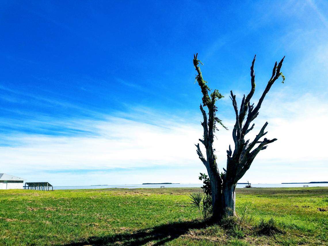 This tree at Flamingo is super dramatic.