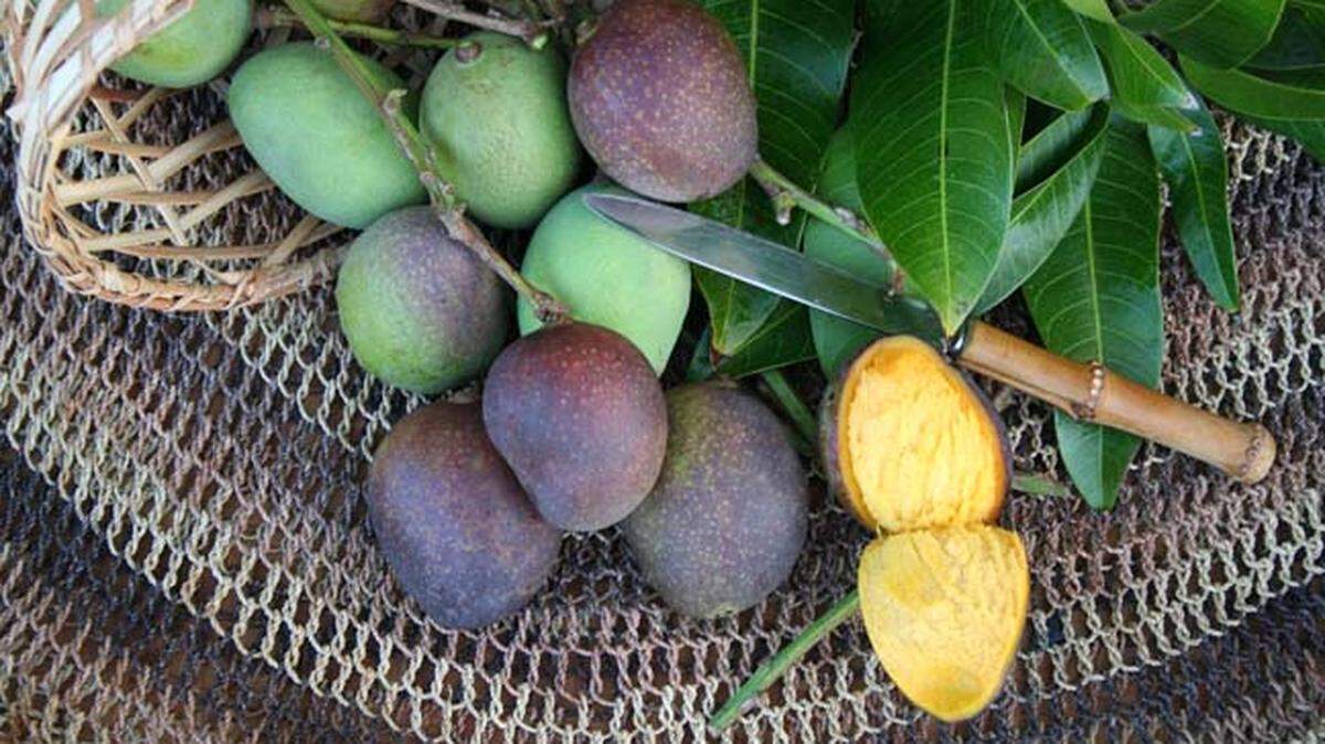 The Kastoori mango is so wild.