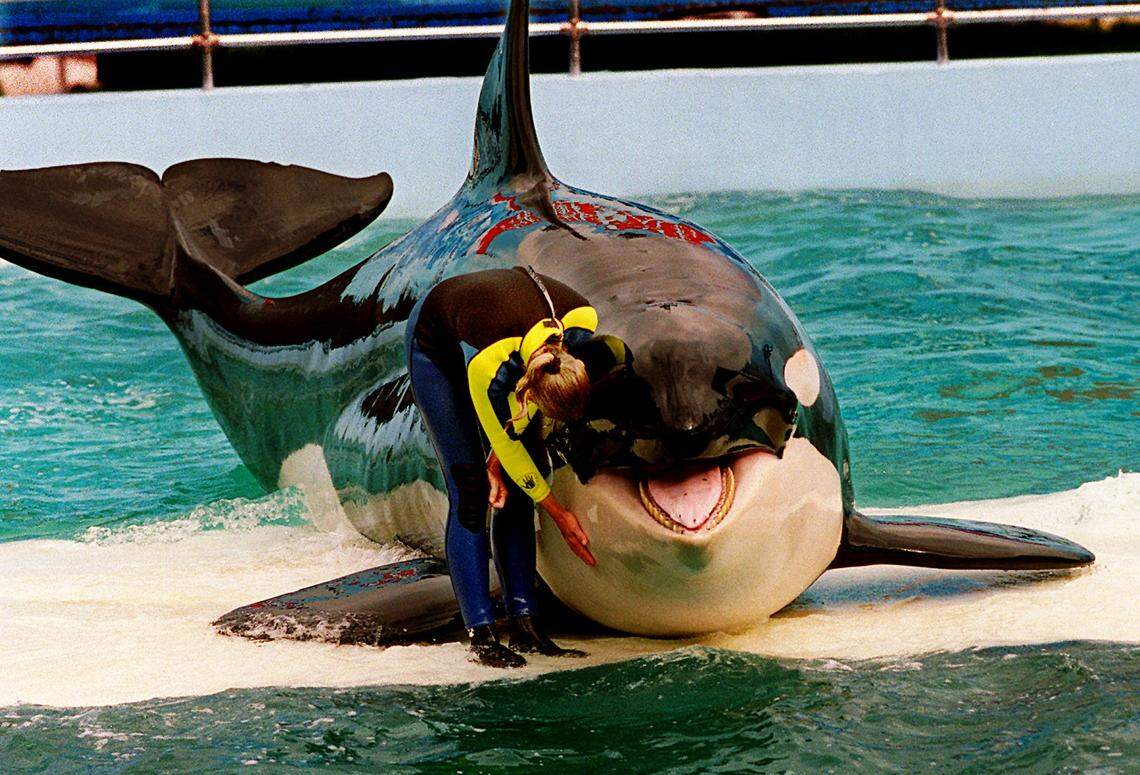 In this March 9, 1995 file photo, trainer Marcia Hinton pets Lolita during a performance at the Miami Seaquarium in Miami. The whale has lived in the same small tank for 51 years.