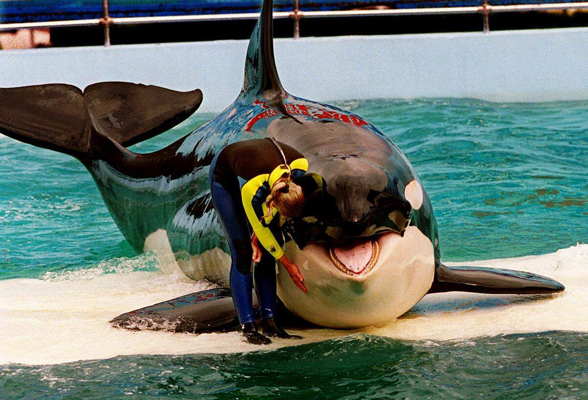 In this March 9, 1995 file photo, trainer Marcia Hinton pets Lolita during a performance at the Miami Seaquarium in Miami. The whale has lived in the same small tank for over 50 years.