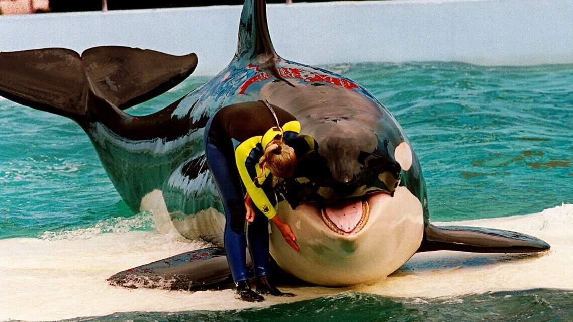 Dolphin fights, rotting food. Fired vet, new federal report detail problems at Seaquarium
