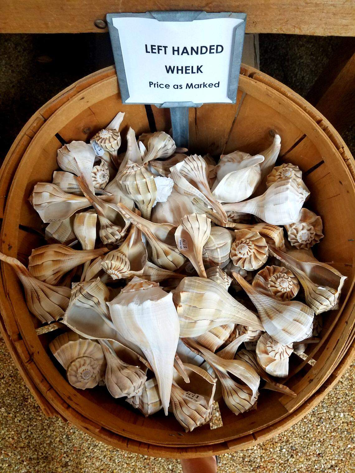 No, we don't know how they know the whelks are left handed, either.