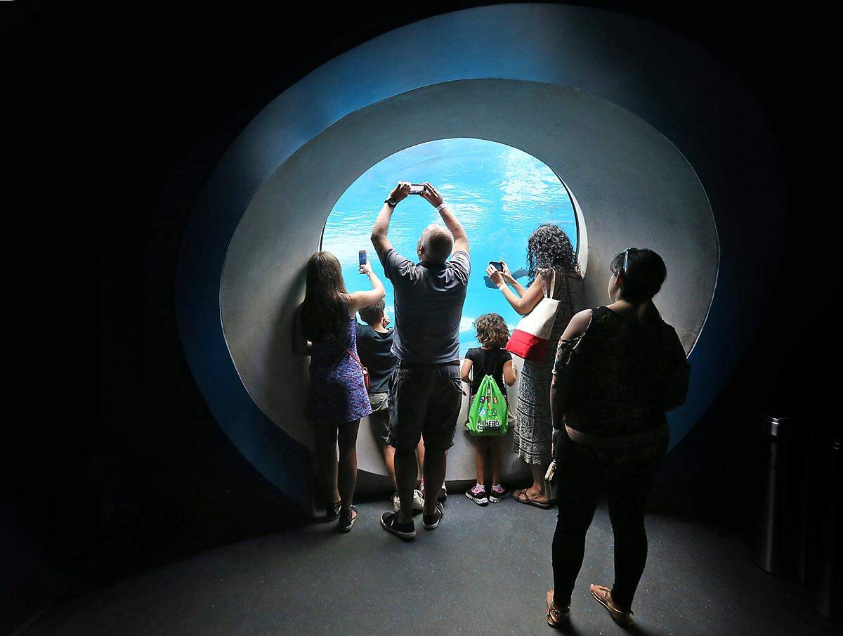 Visitors get pictures of the sea life in the aquarium during the long-awaited opening of the Phillip and Patricia Frost Museum of Science on Sunday, May 7, 2017.