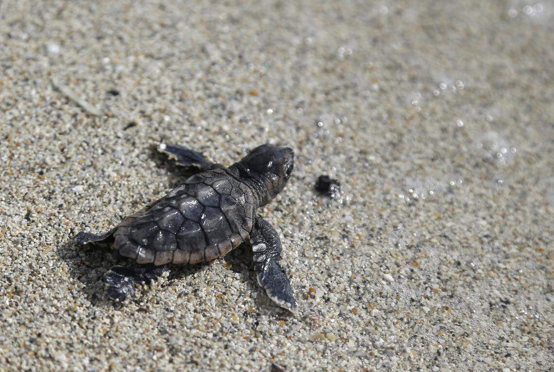A loggerhead sea turtle hatchling makes its way into the ocean. Researchers have found that rising temperatures in the sand where turtles nest is producing a higher ratio of female hatchlings. Now, scientists are trying to figure out what that means for the future of rare turtles.