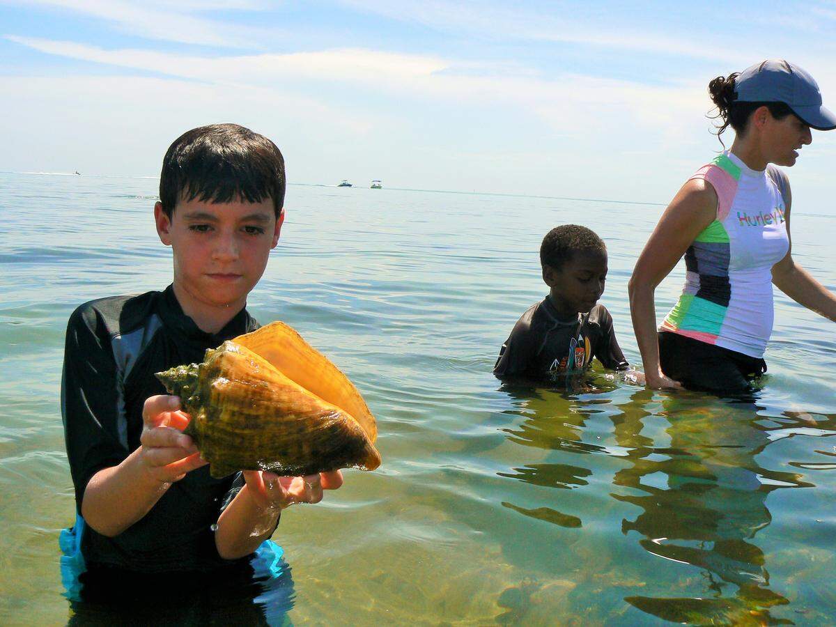 Brennan McBride, 11, holds up a queen conch that he found during an Eco Adventures tour, as his mother Silvia McBride, and brother, Joseph, look for more marine life, to hold and then release.