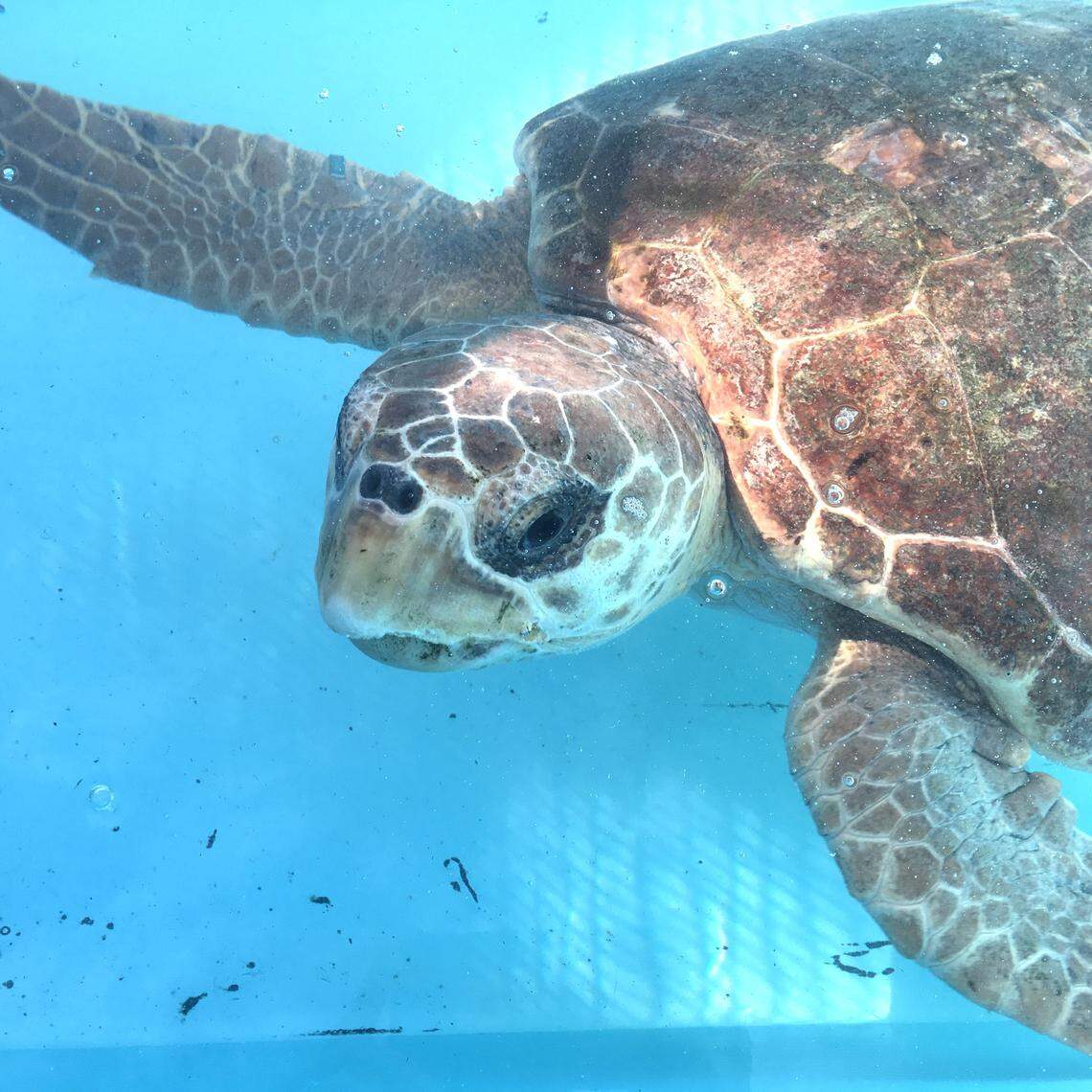 Agape, a sub-adult loggerhead sea turtle, was treated at the Turtle Hospital in the Middle Keys city of Marathon.