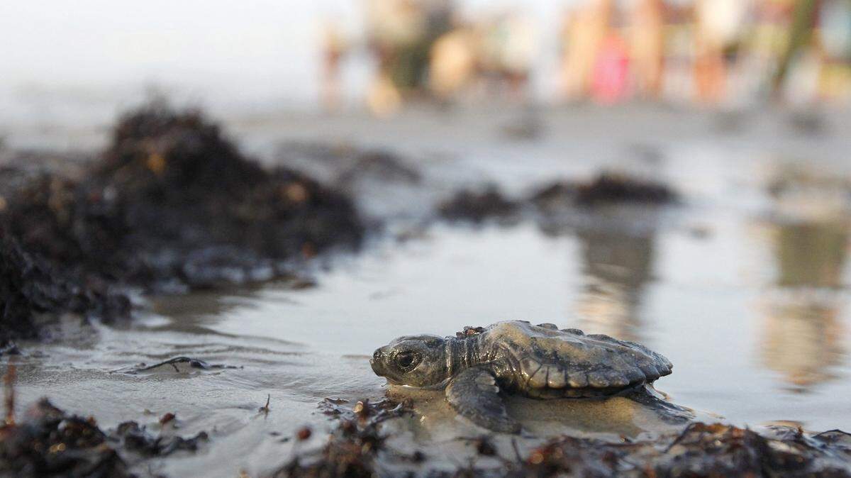 The first sea turtle hatchling release of the season (AP Photo/Rachel Denny Clow)