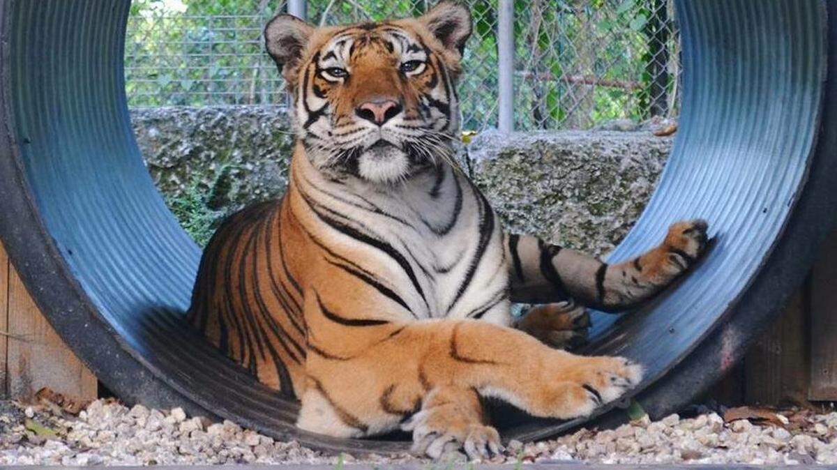 Since their two tigers were born and raised in captivity, Everglades Outpost explains that returning them to the wild would be a bad idea.
