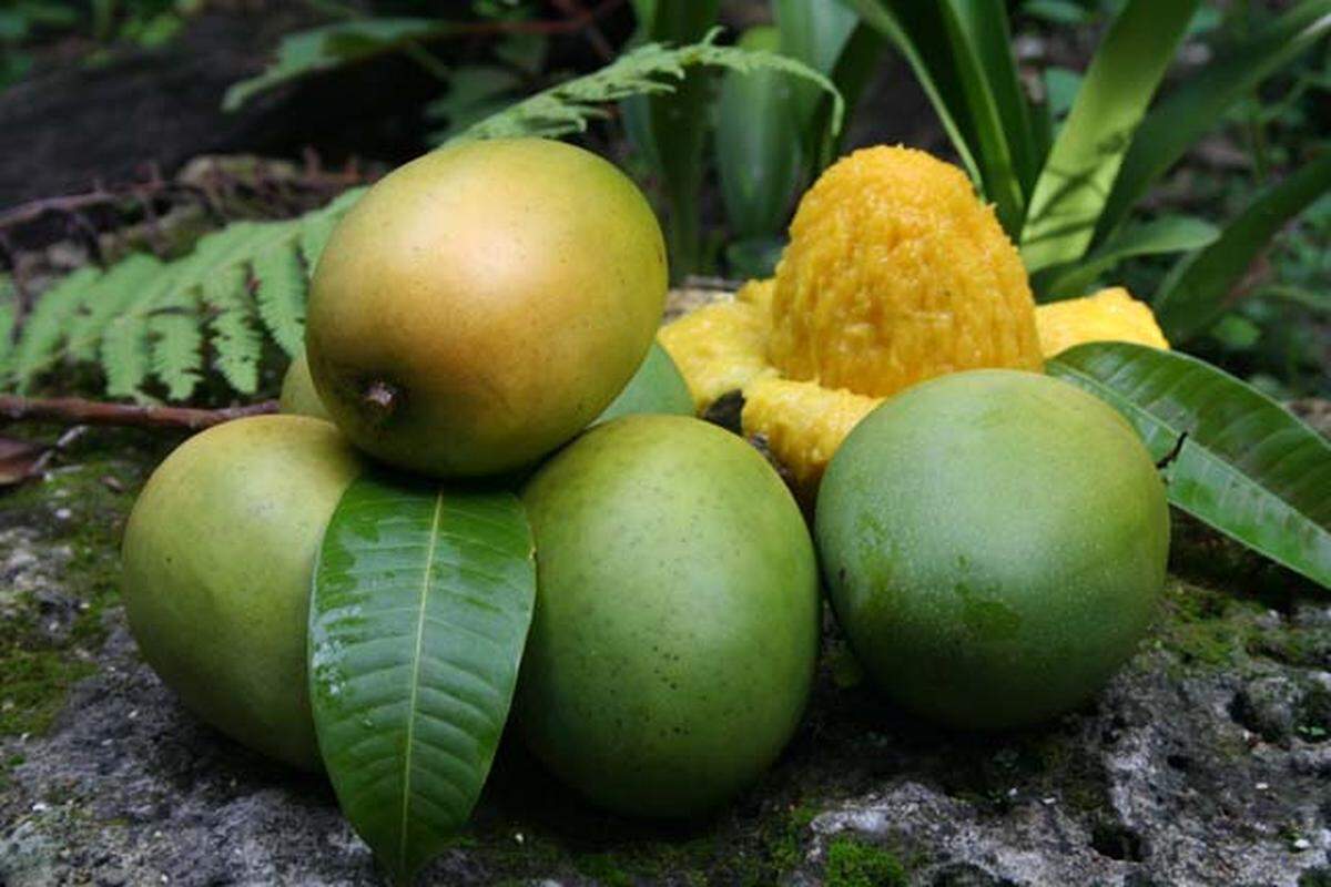 Why? Why does it have to be #MangoWeek? Why can't it be #PastelitoWeek?