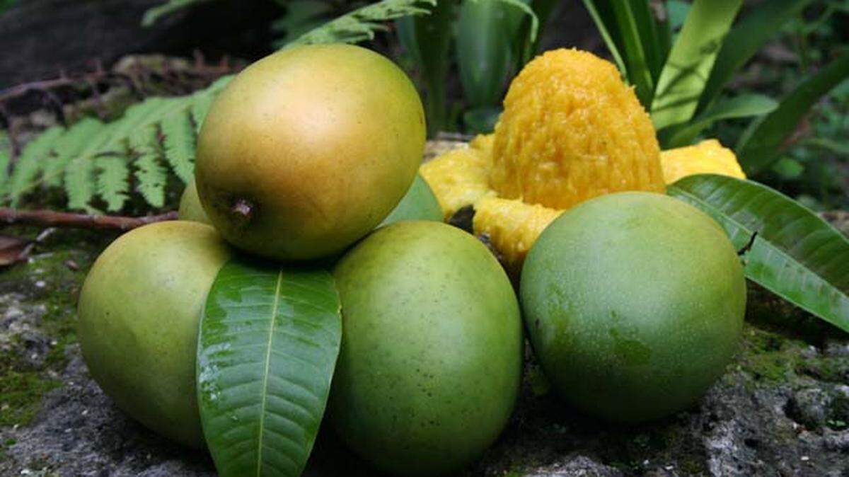 Why? Why does it have to be #MangoWeek? Why can't it be #PastelitoWeek?