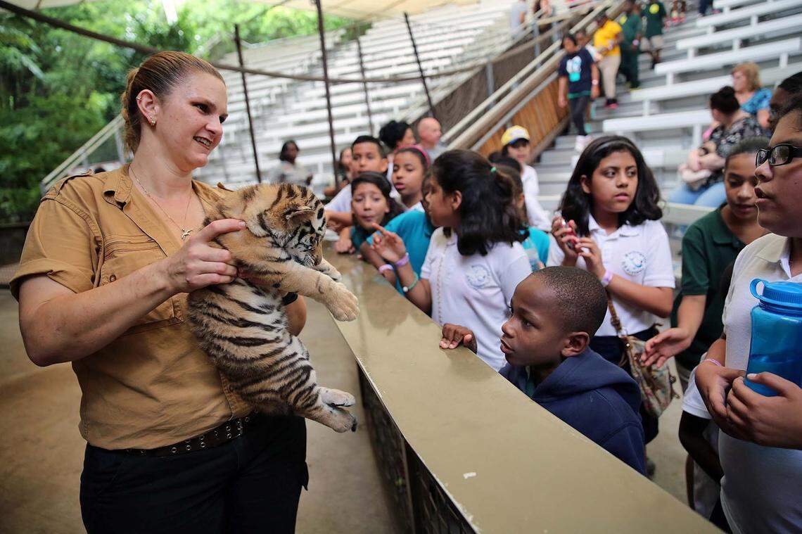 Amy York, left,  from Jungle Island holds a baby Bengal Tiger as Jamari Bullard-8, right, from Phillis Wheatley Elementary looks on.