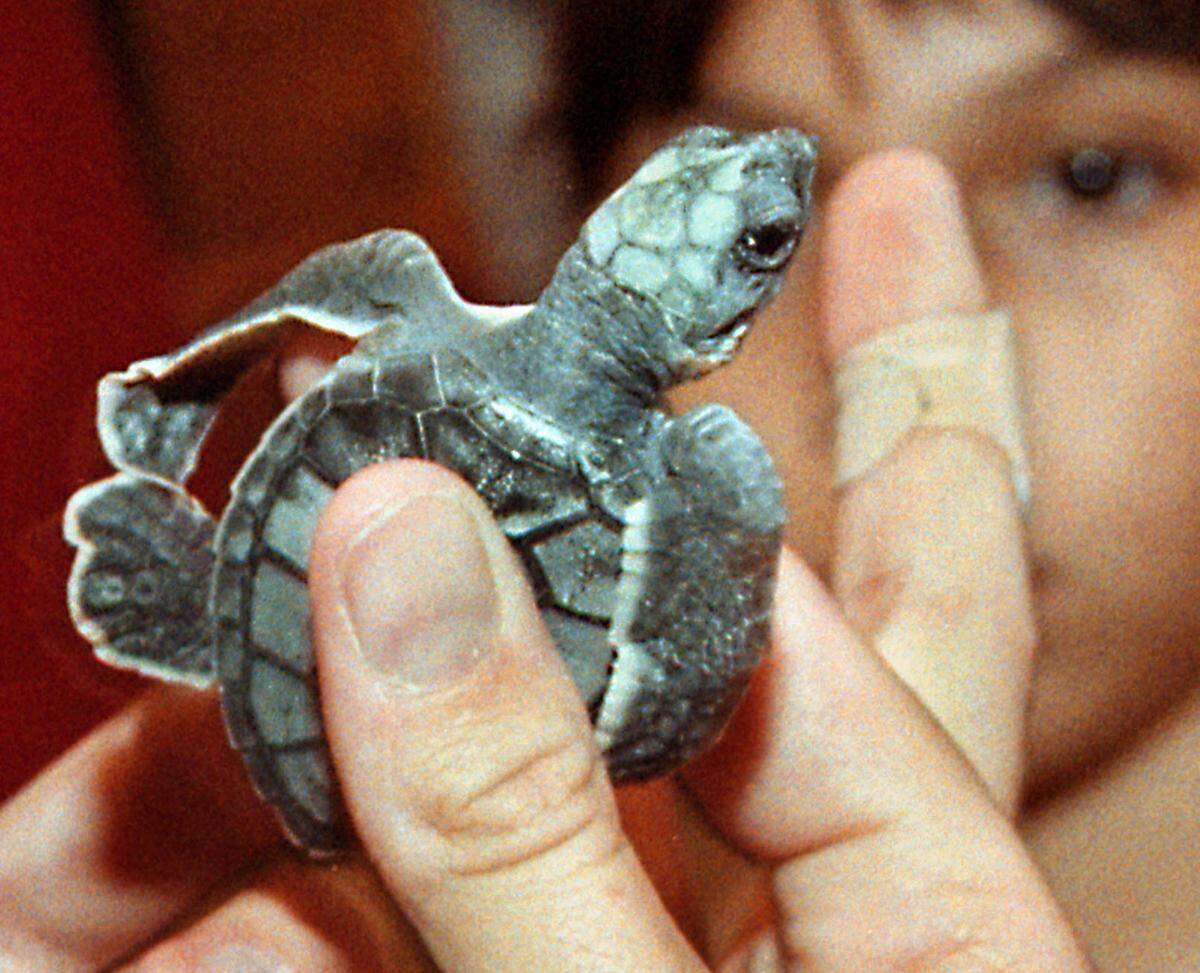 An endangered loggerhead sea turtle hatchling is displayed for Friday night participants of the Anne Kolb Nature Center' s ongoing series Sea Turtles and Their Babies. After a lecture and slide show, about 60 loggerhead and green sea turtle hatchlings were released into the ocean from a nearby beach. (Eileen Soler/Miami Herald)
