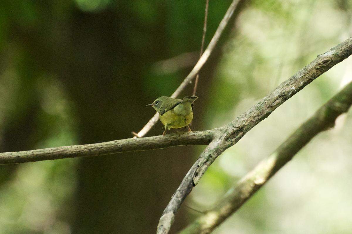 Black-throated Blue Warbler (Setophaga caerulescens) on a tree in Kendall Indian Hammocks park in Miami, Florida.