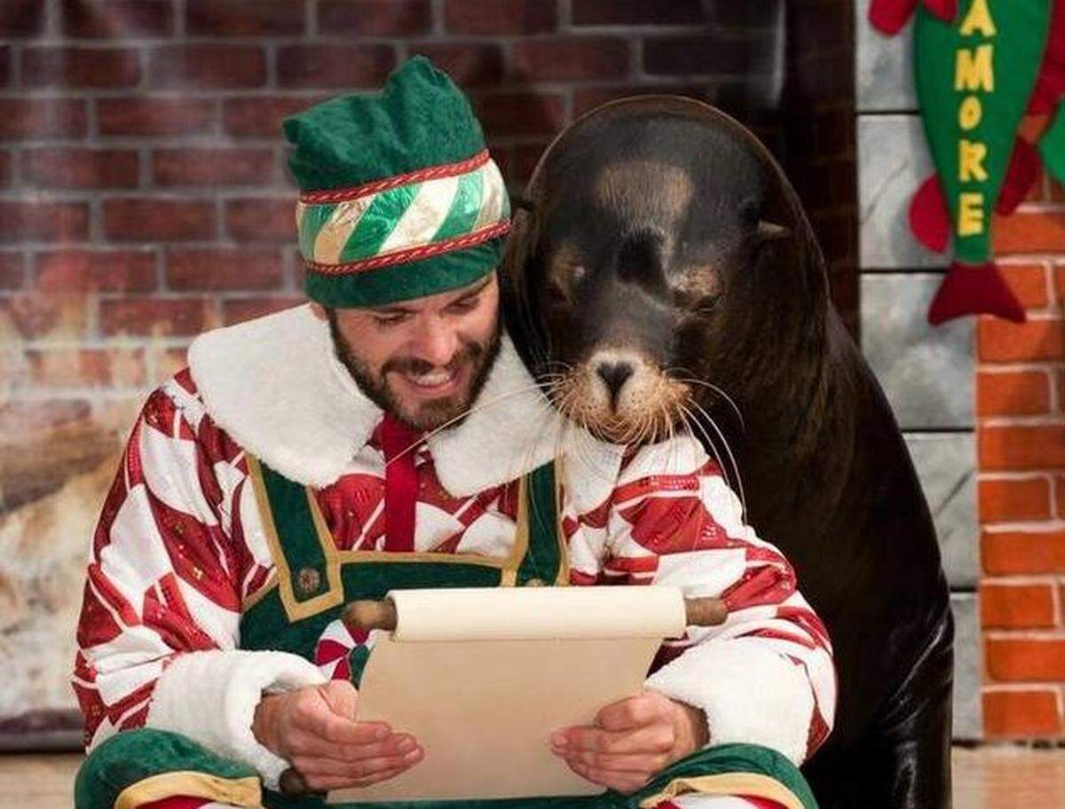“Clyde &amp; Seamore’s Countdown to Christmas,” a comedy with otters, a walrus and an elf, is part of SeaWorld’s holiday celebration. JASON COLLIER - SEAWORLD ORLANDO