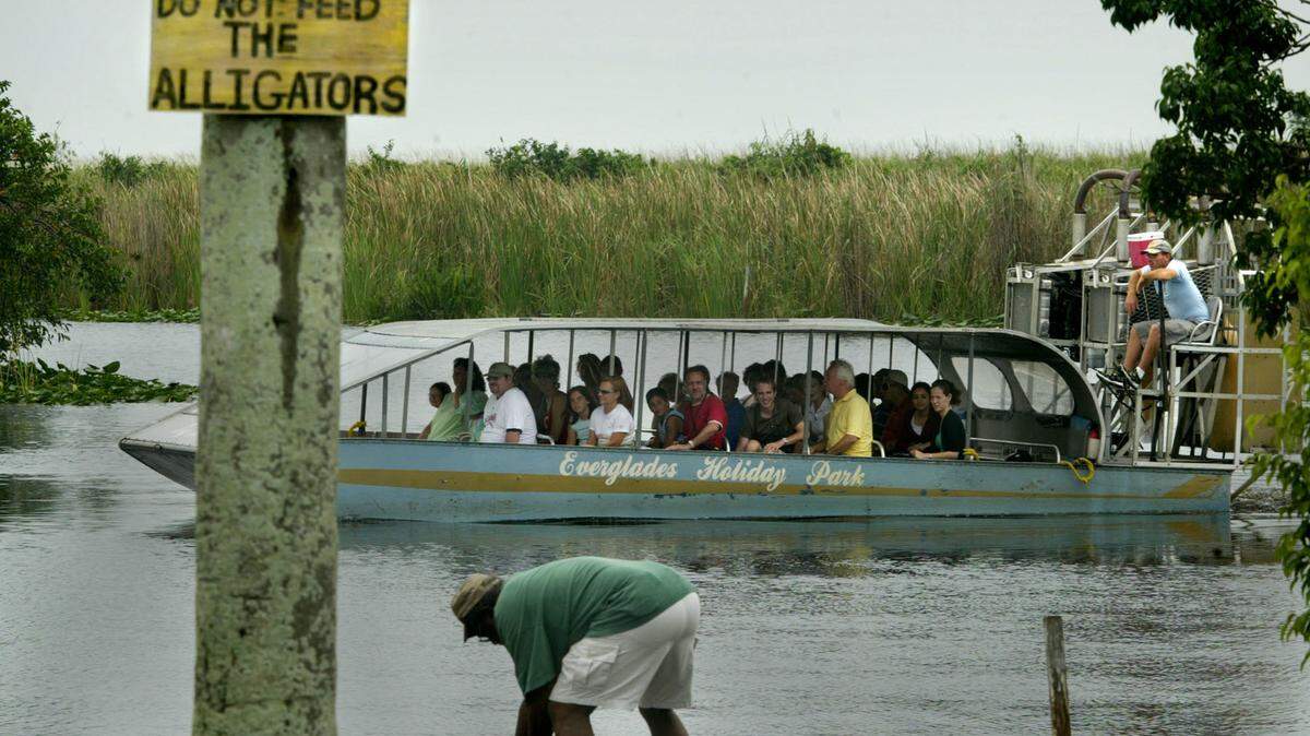 Airboat tour approaches docks at Everglades Holiday Park after a tour in Everglades National Park. Airboat operators are facing charges of feeding alligators. A sign at one of the docks clearly states not to feed the alligators.