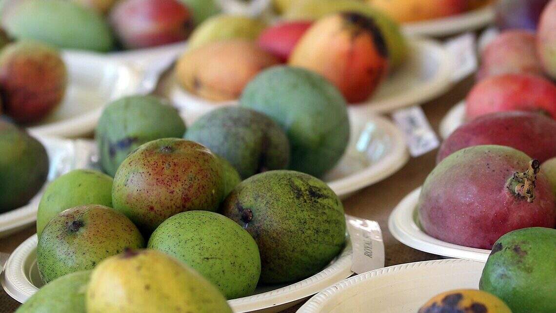 5 reasons why mango season is the best time to be in Miami