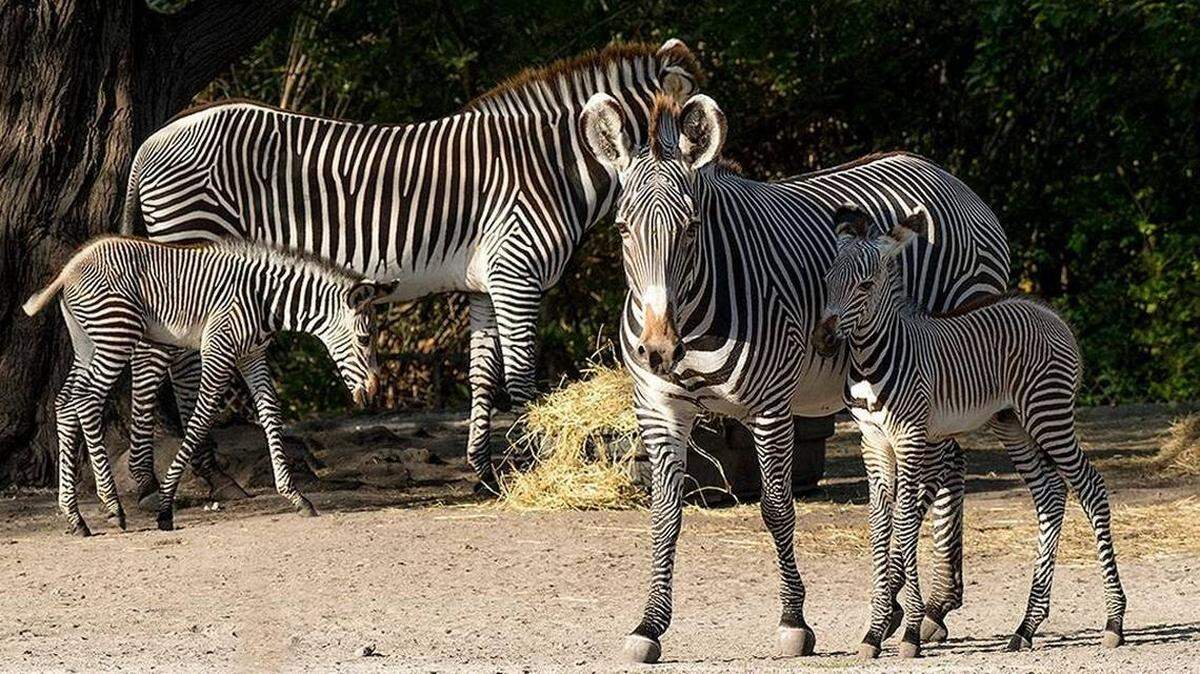Baby zebras are lit.