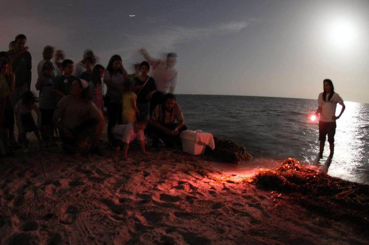 Baby loggerhead sea turtles are released into the ocean in front of a crowd
