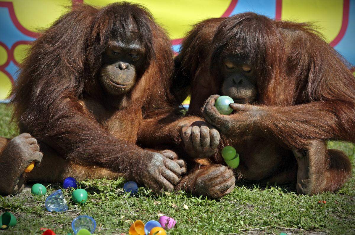 Twin orangutans gather Easter eggs during an Easter egg hunt at Jungle Island on Thursday April 1, 2010. At left is Peanut with sister Pumpkin. '